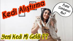 eve yeni kedi mi geldi kedi alistirma nasil olmali kediler birbirine nasil alistirilir youtube