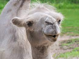 Instead he got bitten by a camel. Dream Meaning Of Camel Dream Interpretations Dictionary