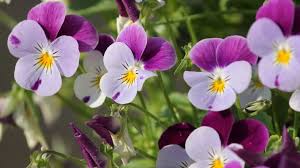 Plant in fall or spring when cooler temperatures help them get a healthy start. Horned Violet Planting Care And Tips Live Native Com