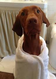 Pin On Vizsla Love