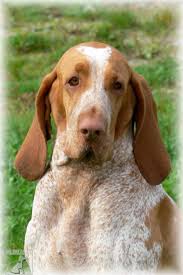 Image result for italský krátkosrstý ohař