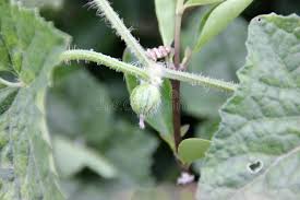 Image result for Cucumis maderaspatanus