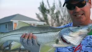 Everglades Snook