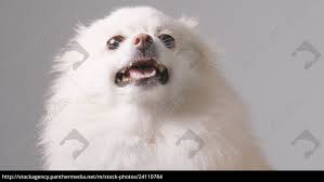 If your looking to adopt or buy a pomeranian. Angry Pomeranian Dog Royalty Free Photo 24110784 Panthermedia Stock Agency