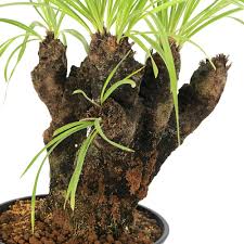 Image result for Xerophyta trichophylla