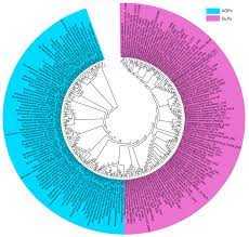 Cells Free Full Text Prokaryotic Aquaporins Html