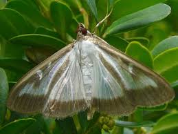 Image result for caterpillar box tree moth inside buxus plant
