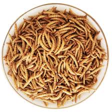 Magical, meaningful items you can't find anywhere else. Pet Supplies Pet Food Factory Birds Food Royal Canin High Protein Wholesales Dried Mealworms Buy Dried Mealworm Pet Supplies Royal Canin Product On Alibaba Com