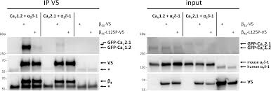 They have greater access to power, money, and mates, which they gain through physical prowess, intimidation, and domination. Https Journals Plos Org Plosgenetics Article File Id 10 1371 Journal Pgen 1008625 Type Printable