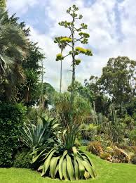 Image result for Chlorophytum macrosporum