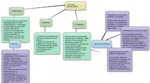 Cuadros Sinopticos Sobre El Sistema Endocrino Y Glandulas Endocrinas Cuadro Comparativo Sistema Endocrino Sinoptico Mapa Conseptual