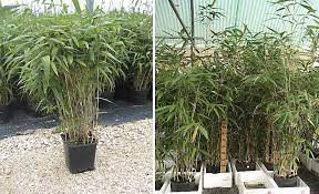 The former is a durable pot you can use year after year, while the latter is perfect for cost conscious pot ups or selling plants at retail. Bambusa Pseudosasa Japonica Arrow Bamboo Garden Plants Online
