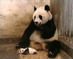 Yavru Panda Hapsiriyor Bebek Panda Ayilari Panda Yavrusu Cok Sirin Hayvanlar