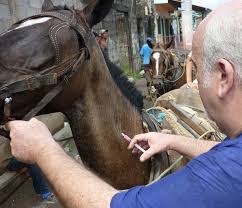 We did not find results for: Vacunas Para Caballos