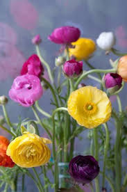Pin On Flowers Gardens