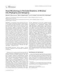 Ehlhaltener straße, 11 65779 kelkheim hesse niemcy. Pdf Head Morphology In Perinatal Dolphins A Window Into Phylogeny And Ontogeny