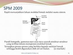 Kertas peperiksaan ini adalah untuk subjek biologi (biology) dan dalam dwibahasa. Berikut Adalah Contoh Soalan Spm Fun With Biology Facebook