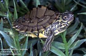 Its shell keel is exaggerated as a hatchling but becomes less prominent with age. Graptemys Barbouri The Reptile Database