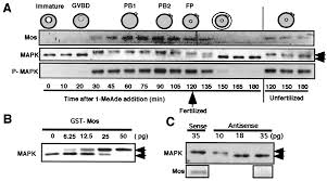 Maybe you would like to learn more about one of these? C Mos Forces The Mitotic Cell Cycle To Undergo Meiosis Ii To Produce Haploid Gametes Pnas