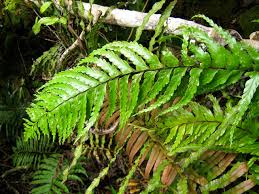 Image result for Polyphlebium borbonicum