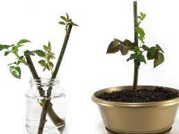 Lebatnya ros dah macam kebun bunga wanita ini kongsi cara penjagaan nak kekal berbunga dan subur keluarga. Cara Mudah Menanam Bunga Mawar Steemit