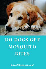 Do Dogs Get Mosquito Bites Can Dogs Get Sick Thefavpet