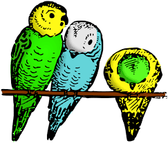 Jpg, png, gif, bmp, tiff, ico, pnm, pbm, ppm, pgm, svg. Parakeets Colored Gambar Burung Parkit Kartun Clipart Full Size Clipart 5690255 Pinclipart