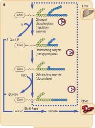 Carbohydrates consist of carbon, hydrogen, and oxygen.the general empirical structure for carbohydrates is (ch2o)n.they are organic compounds organized in the form of aldehydes or ketones with multiple hydroxyl groups coming off the carbon. Carbohydrate Storage And Synthesis In Liver And Muscle Medical Biochemistry