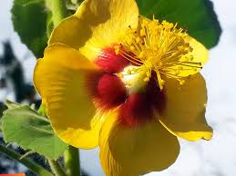 Image result for Abutilon hirtum