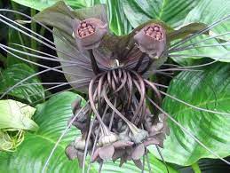 Creepy Flowers Google Search Deadly Plants Orchid Images Plants