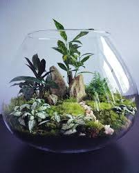 Terrarium Imaginarium On Instagram Open Top Terrarium Via Kmieciakgosia Greenthumb Plantsomething In 2020 Garden Terrarium Mini Garden Succulent Terrarium