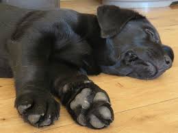 Visit a store near you in central indiana or fort. Black Labrador Puppies For Sale Championship Labrador Breeders Llanstinan Labradors