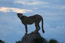 ¡tu familia puede ser parte de nuestra tribu! Travel Ideas Botswana Big Cat Safari Liquid Giraffe