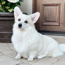 フォーン ホワイト コーギー