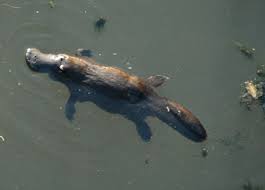 Propiedad del agua que sirve como medio de transporte en el interior de los seres vivos 6. Ornithorhynchus Anatinus Wikiwand