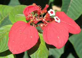 Growing Mussaenda