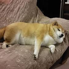Did you scroll all this way to get facts about fat doggo decal? Pin On Shibas