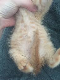 Keep her on dry cat food and water ( with pinch of salt and sugar) till her her tummy comes back to normal and stools normalise. Kitten With Bloated Belly Thecatsite