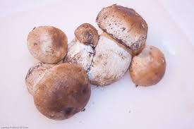 Come si puliscono i funghi? Dove E Quando Raccogliere I Funghi Porcini E Vitamine Contenute Ricette Di Cucina