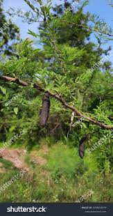 Image result for Acacia robusta
