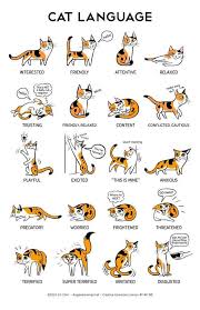 Pin By Lbails On Card Inspiration Kitties In 2020 Cat Language Cat Facts Cat Behavior