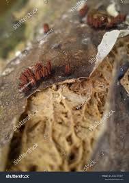 Image result for Stemonitis splendens