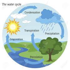 vector schematic representation of the water cycle in nature