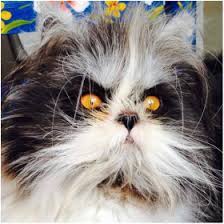 Check spelling or type a new query. My Story Atchoum The Cat Official Website