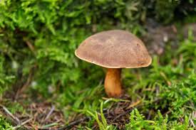 Image result for Boletus badius