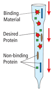 277 Affinity Chromatography Of Glucose Binding Proteins Biochemistry Molecular Biology Systems Biology