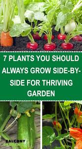 Plants Grow Side By Side For A Thriving Garden Home Gardenist In 2020 Thriving Garden Garden Companion Planting Home Vegetable Garden