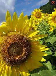 Pin By Melissa Fontenot On Yard Decor Planting Sunflowers Sunflower Pretty Trees