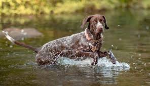 The german shorthaired pointer is known for being intelligent and cooperative—two traits that make him fairly easy to train. All You Need To Know About The Intelligent German Shorthaired Pointer K9 Web