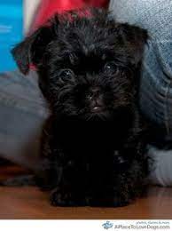 55 Tea Cup Puppies Ideas Puppies Cute Dogs Cute Puppies